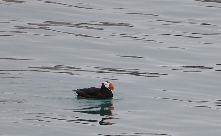 Puffin 4480.jpg